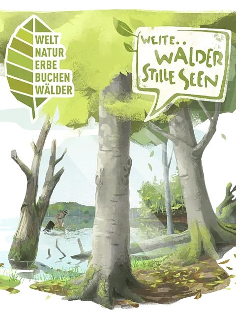 Eine malerische Waldlandschaft mit hohen Bäumen, ruhigem Wasser und sanften Hügeln. Oben links ist ein grünes Blatt mit dem Text „Welt Naturerbe Buchenwälder“. Darunter steht „weite... Wälder Stille Seen“ in einer geschwungenen Sprechblase.
