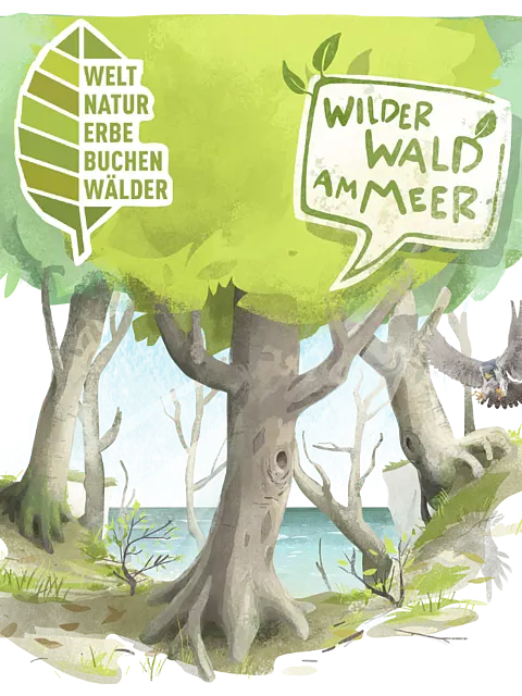 Eine stilisierte Darstellung eines Waldes mit Buchenbäumen, einem Fluss und einem heranfliegenden Vogel. Im Bild sind die Texte „Welt Naturerbe Buchenwälder“ und „Wilder Wald am Meer“ zu sehen. Das Bild vermittelt eine Verbindung zwischen Naturschutz und Lebensräumen.